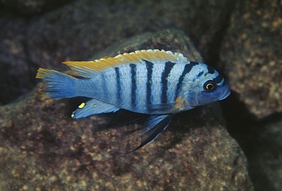 Maylandia fainzilberi 'Lundo Island'